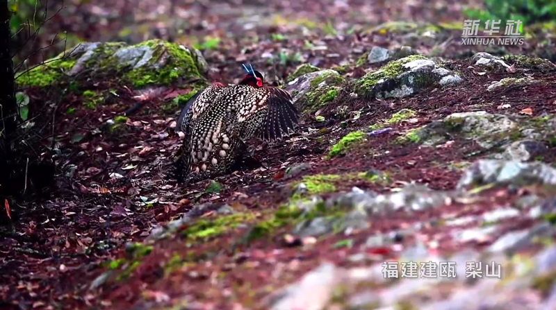 ไก่ฟ้าท้องเหลือง