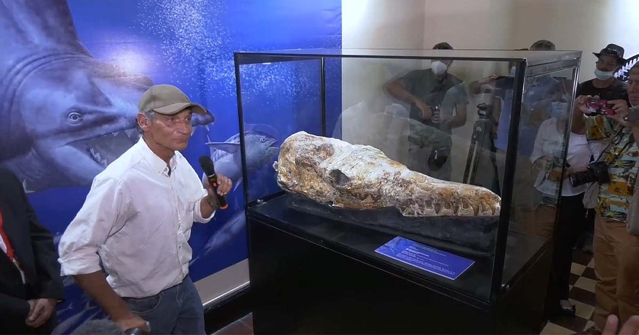 กะโหลกวาฬดึกดำบรรพ์