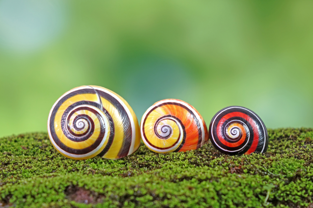 หอยทากคิวบา