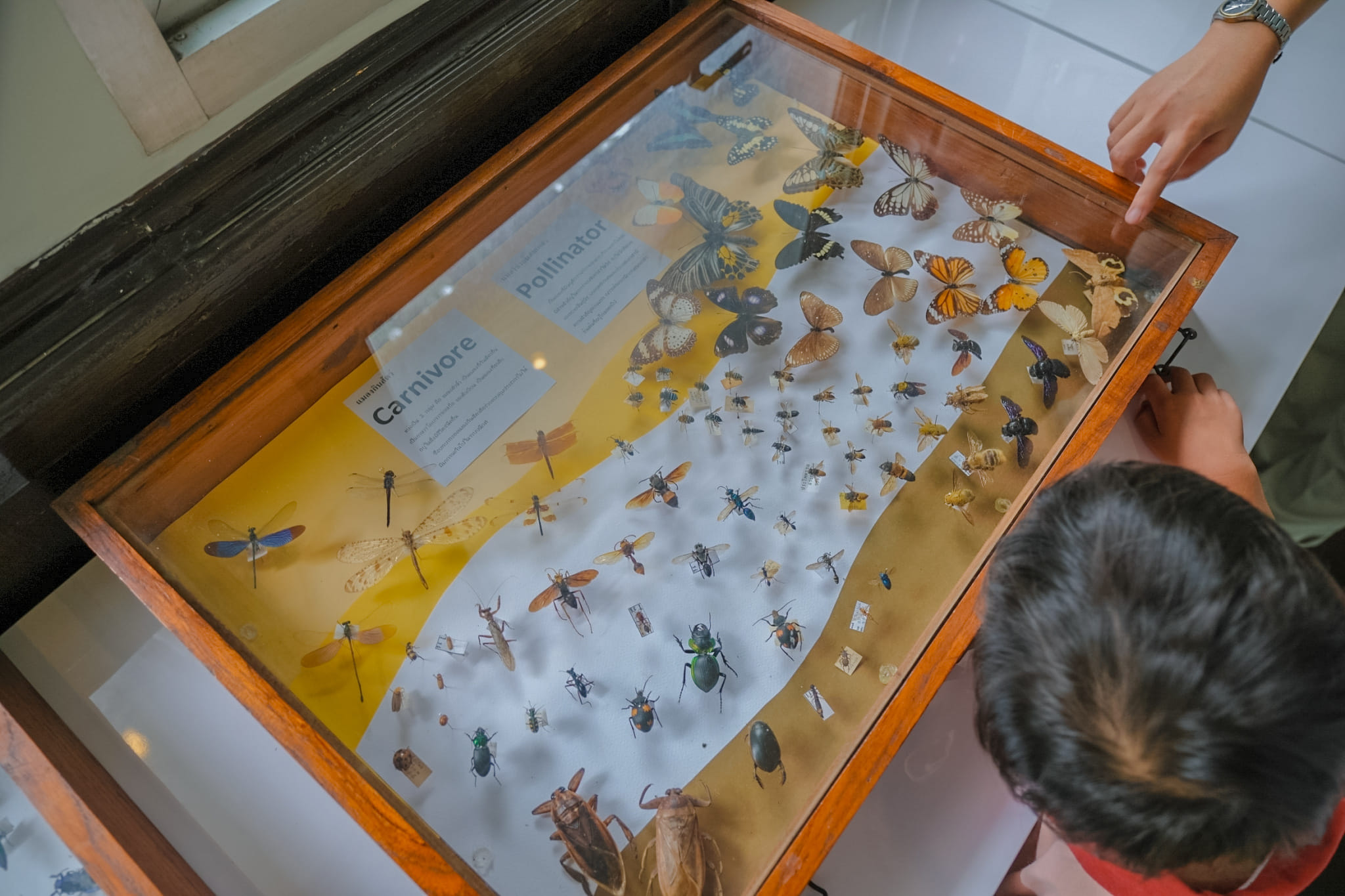 Ant Museum