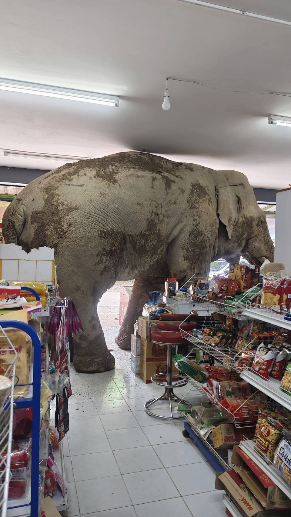 ช้างป่า