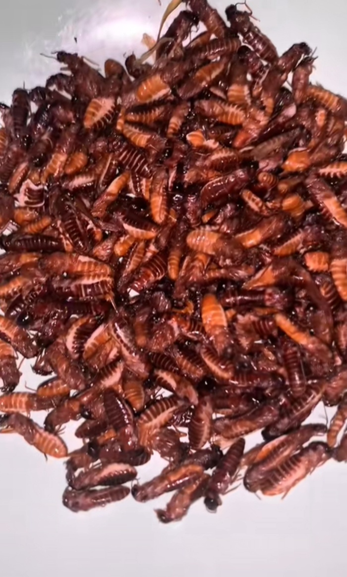 ไข่เจียว