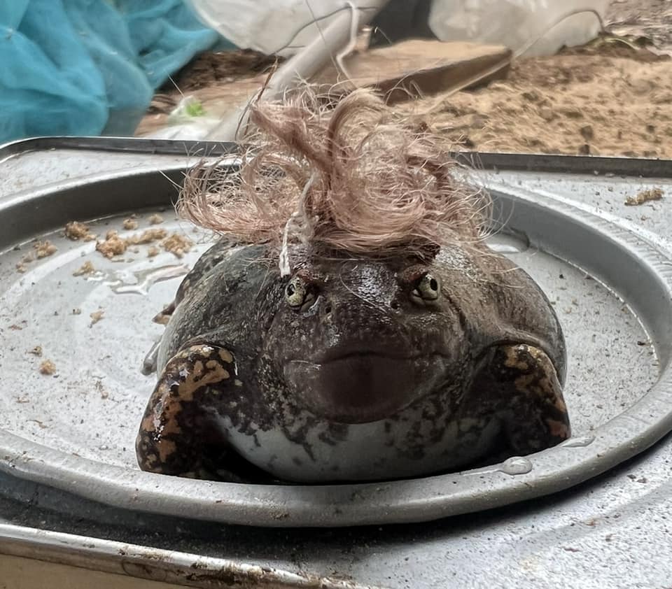 อึ่งอ่าง