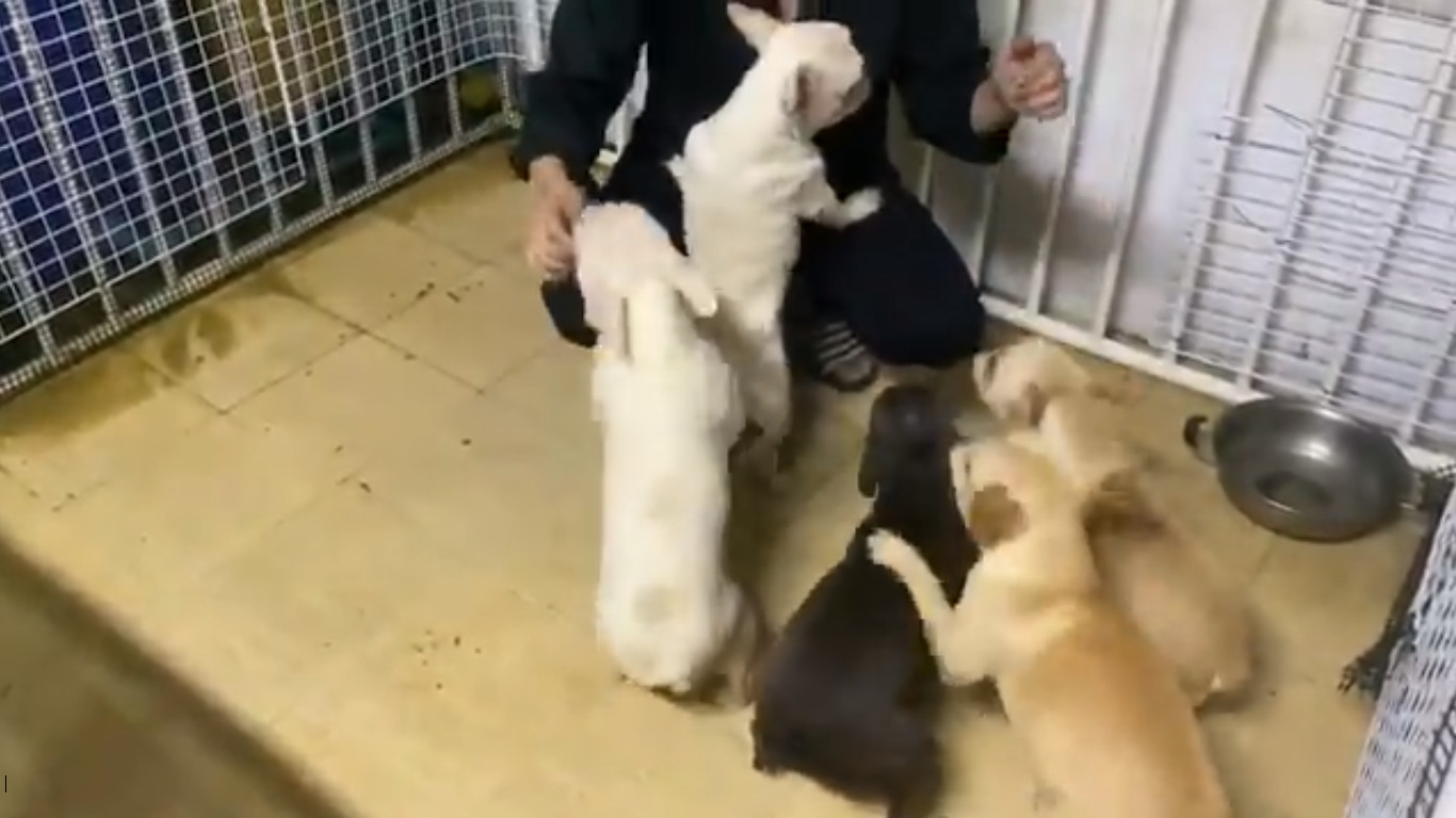 นัท โซลติส 