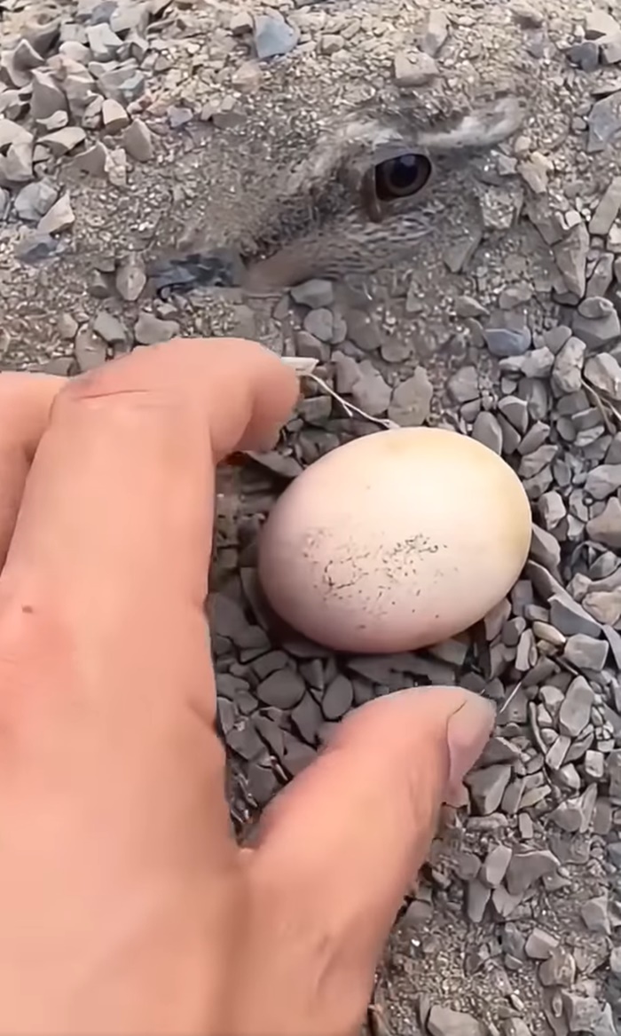 ไข่ปริศนา