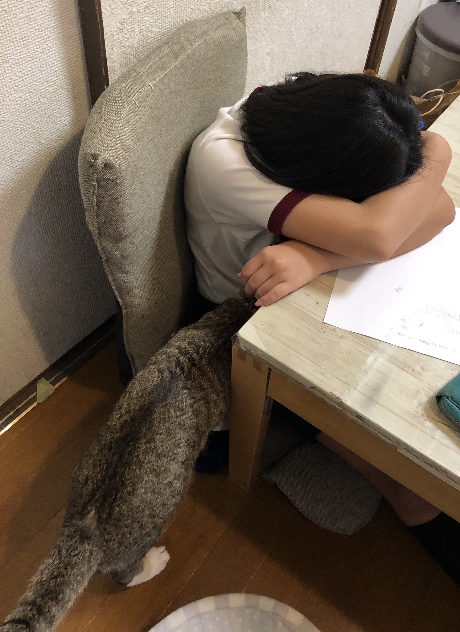 แมวปลอบ