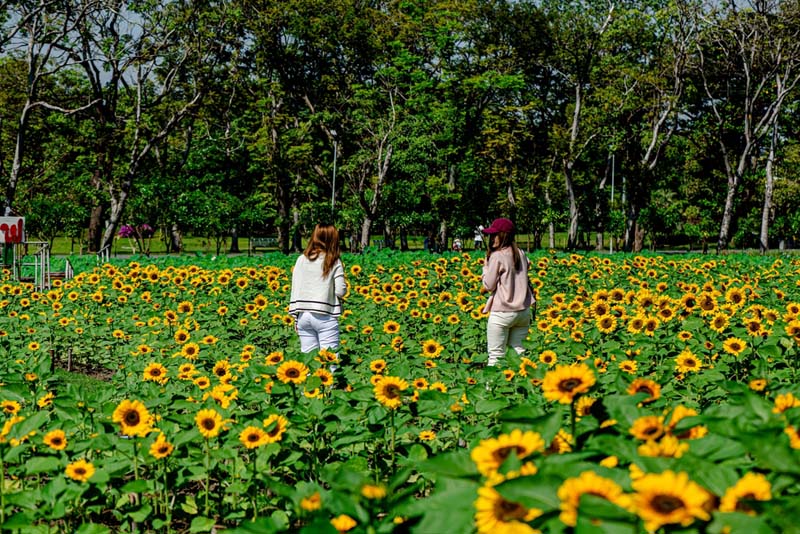 ที่เที่ยวปีใหม่ในกรุงเทพ ทานตะวันสวนรถไฟ 