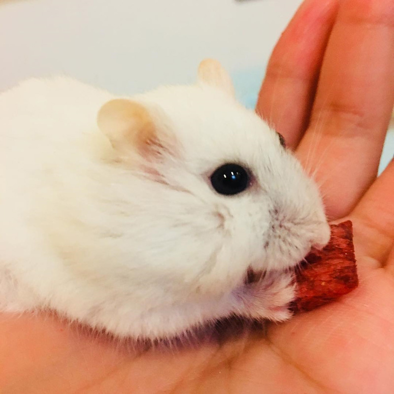 สัตว์เลี้ยงเมมเบอร์วง bnk48