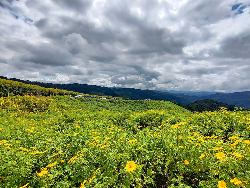 ทุ่งดอกบัวตอง 2564