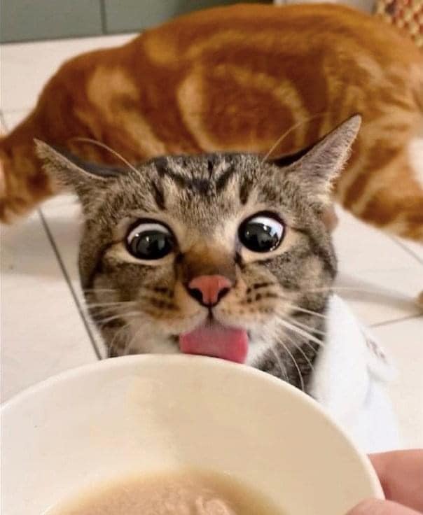 แมวหิว