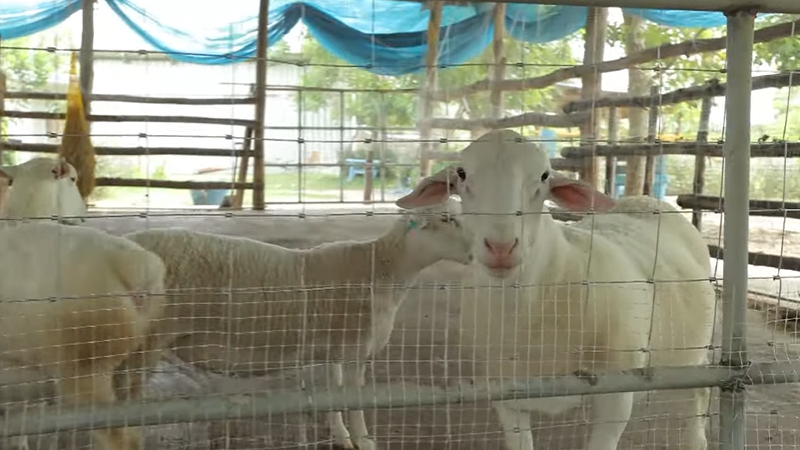 บ้าน เปาวลี สุพรรณบุรี