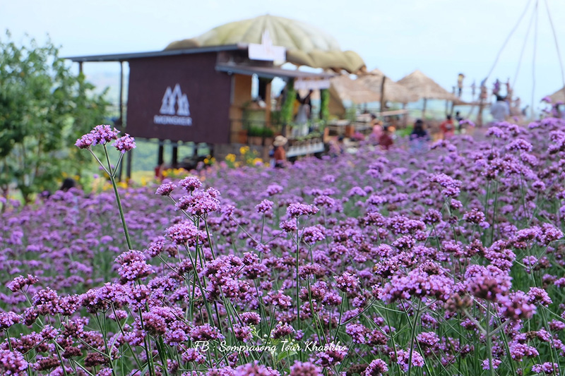 ทุ่งเวอร์บีน่า เขาค้อ