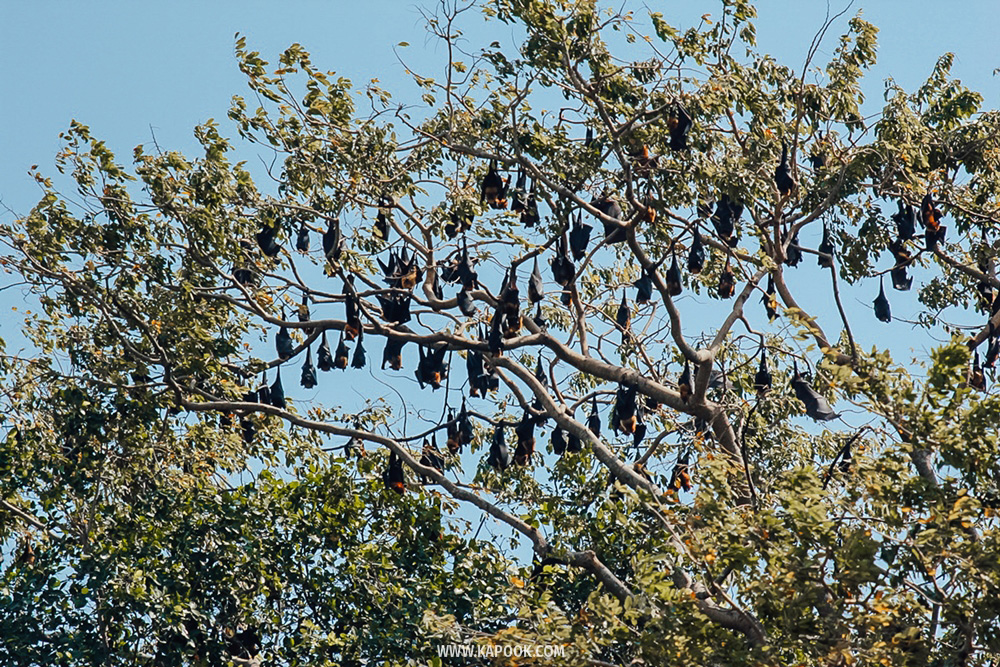 ขบวนรถ KIHA 183 เที่ยวฉะเชิงเทรา