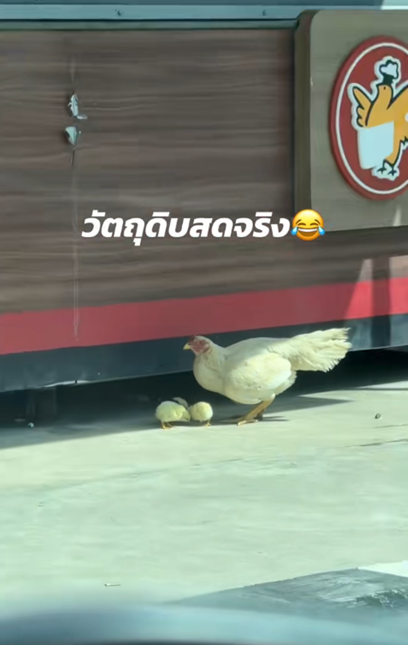 ร้านขายไก่