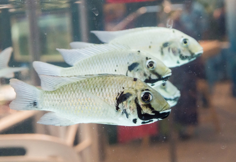 Blackchin Tilapia