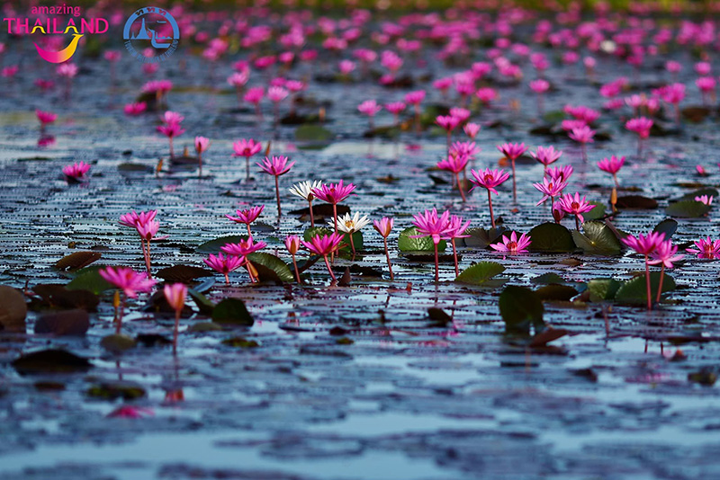 ทะเลบัวแดง อุดรธานี 2568-2569