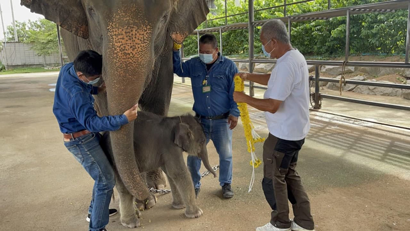 ปางช้างสวนนงนุชพัทยา