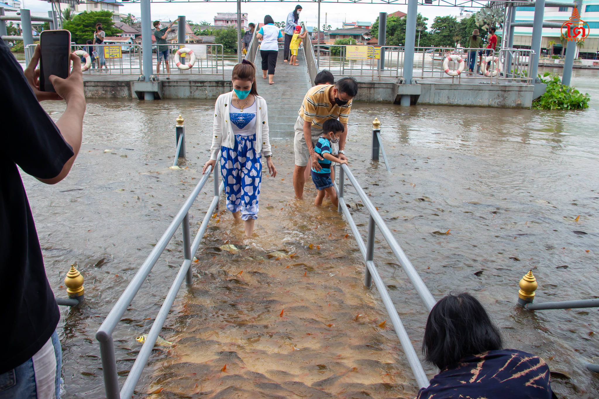 ปลาว่ายน้ำข้ามสะพาน