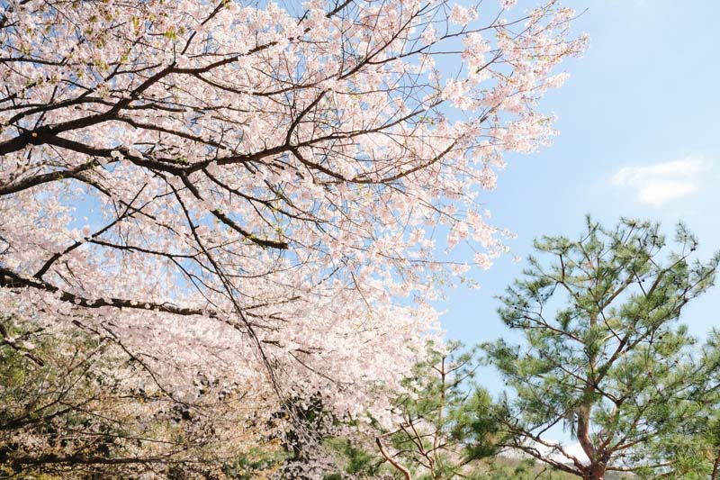 Ansan Cherry Blossom Walkway,