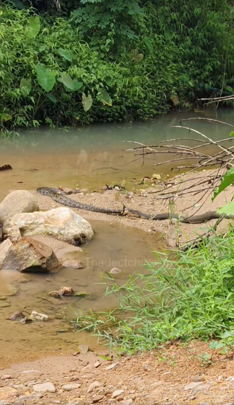 งูจงอาง