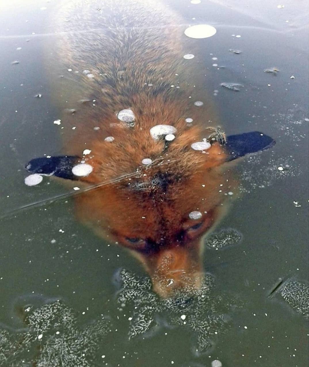 สุนัขจิ้งจอก