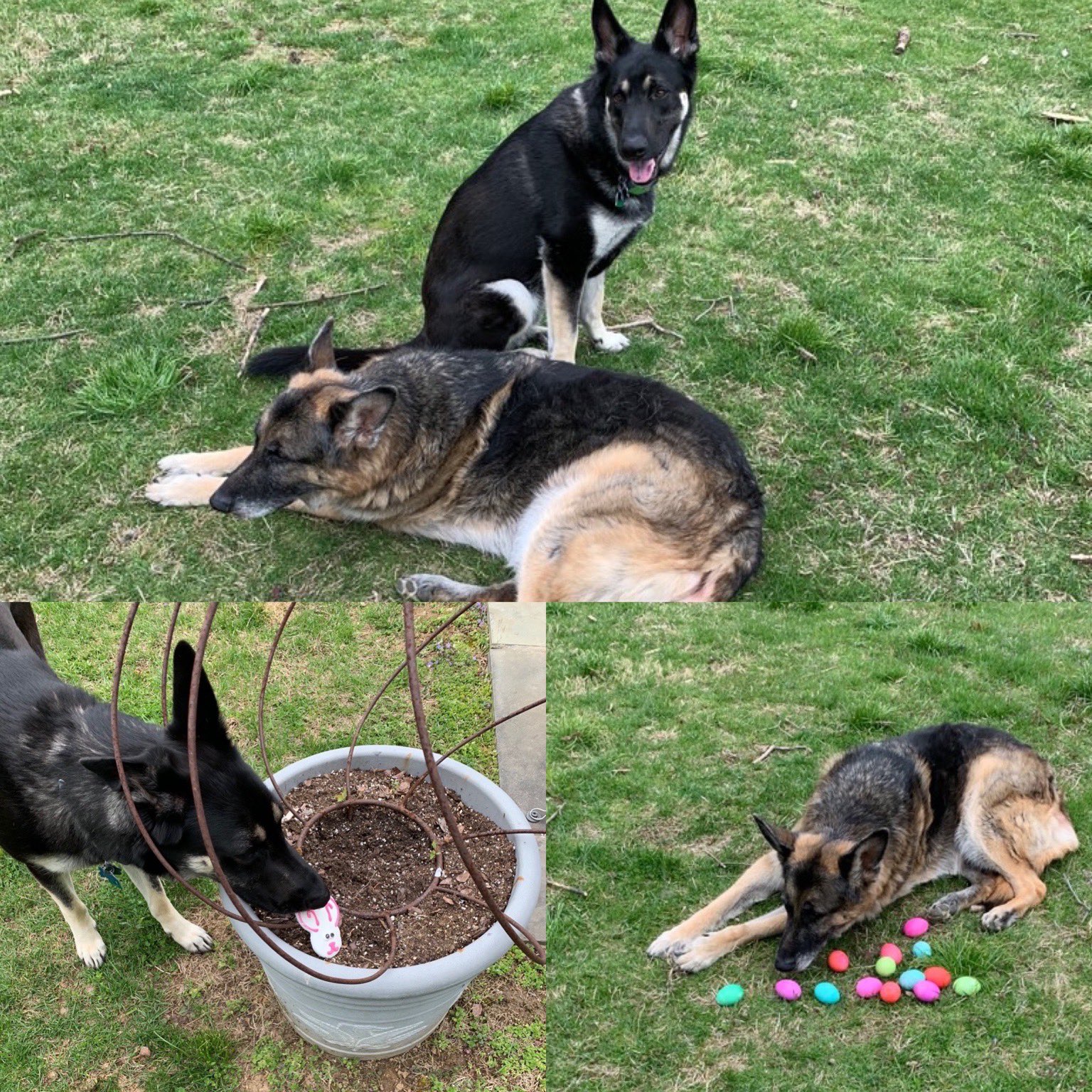 สุนัขหมายเลขหนึ่ง