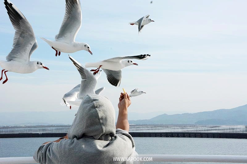 เที่ยวคุมาโมโตะ ญี่ปุ่น