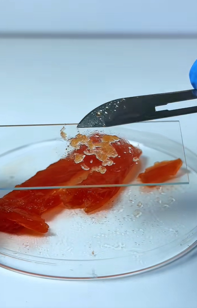 แซลมอนดอง