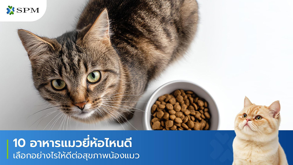 อาหารแมวยี่ห้อไหนดี