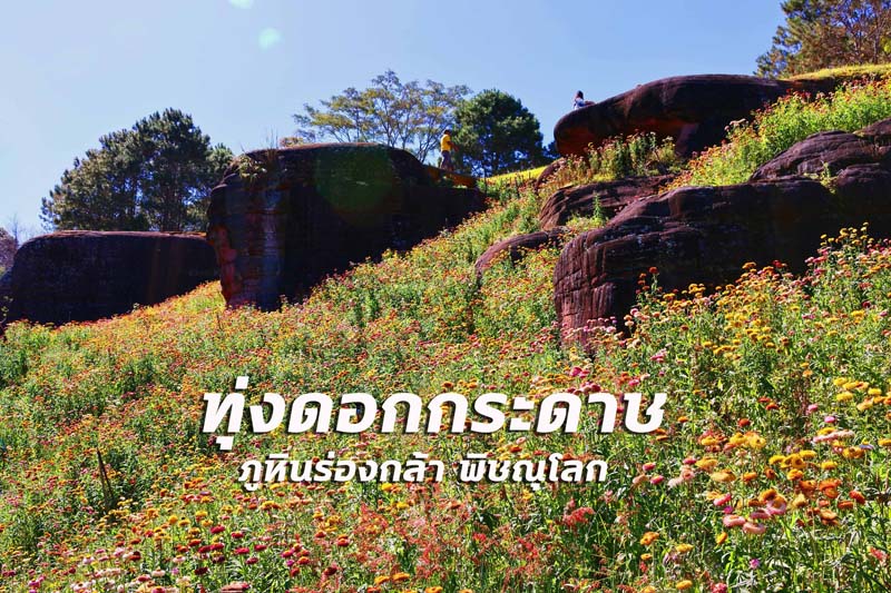 ทุ่งดอกกระดาษ