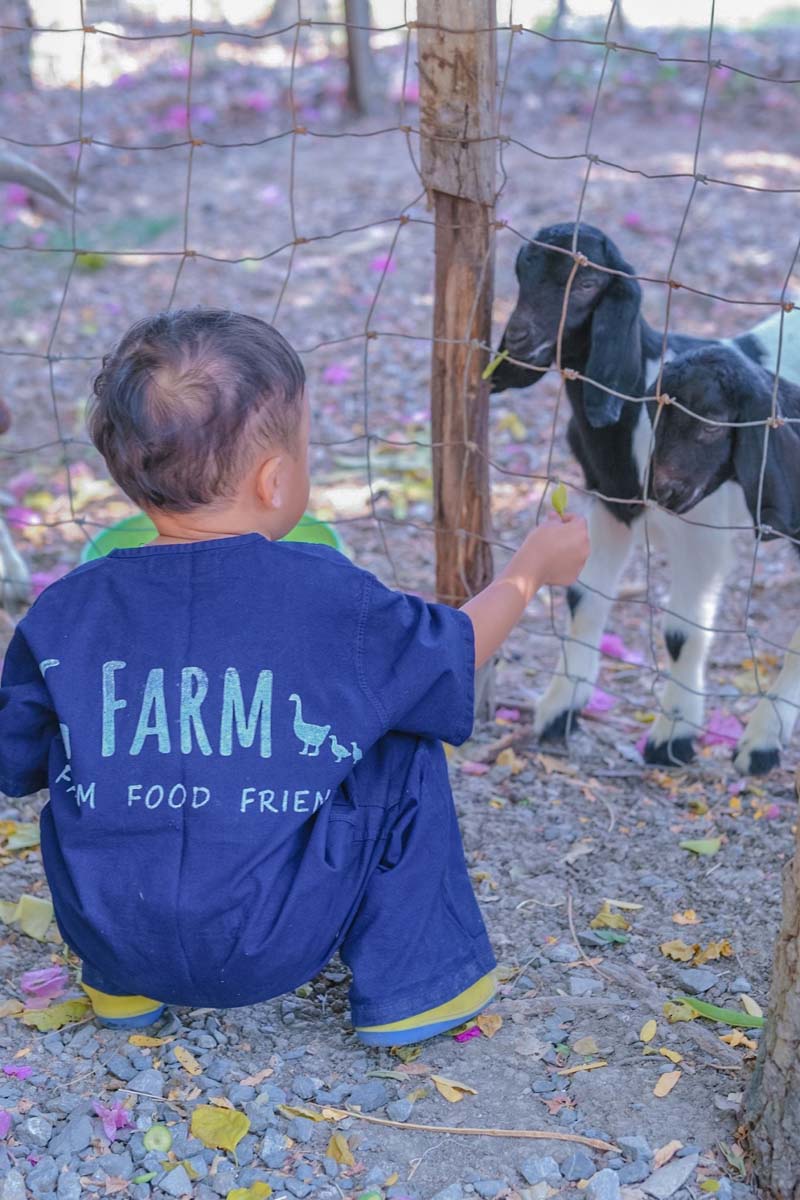 GFarm ฟาร์มและคาเฟ่เด็ก
