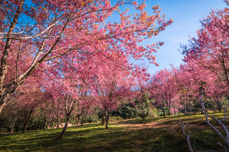ด่านซ้าย จังหวัดเลย