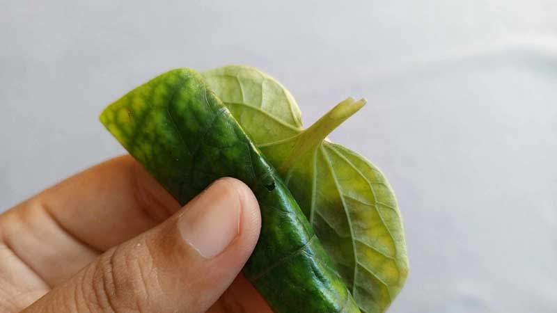 สูตรหมูย่างใบชะพลู