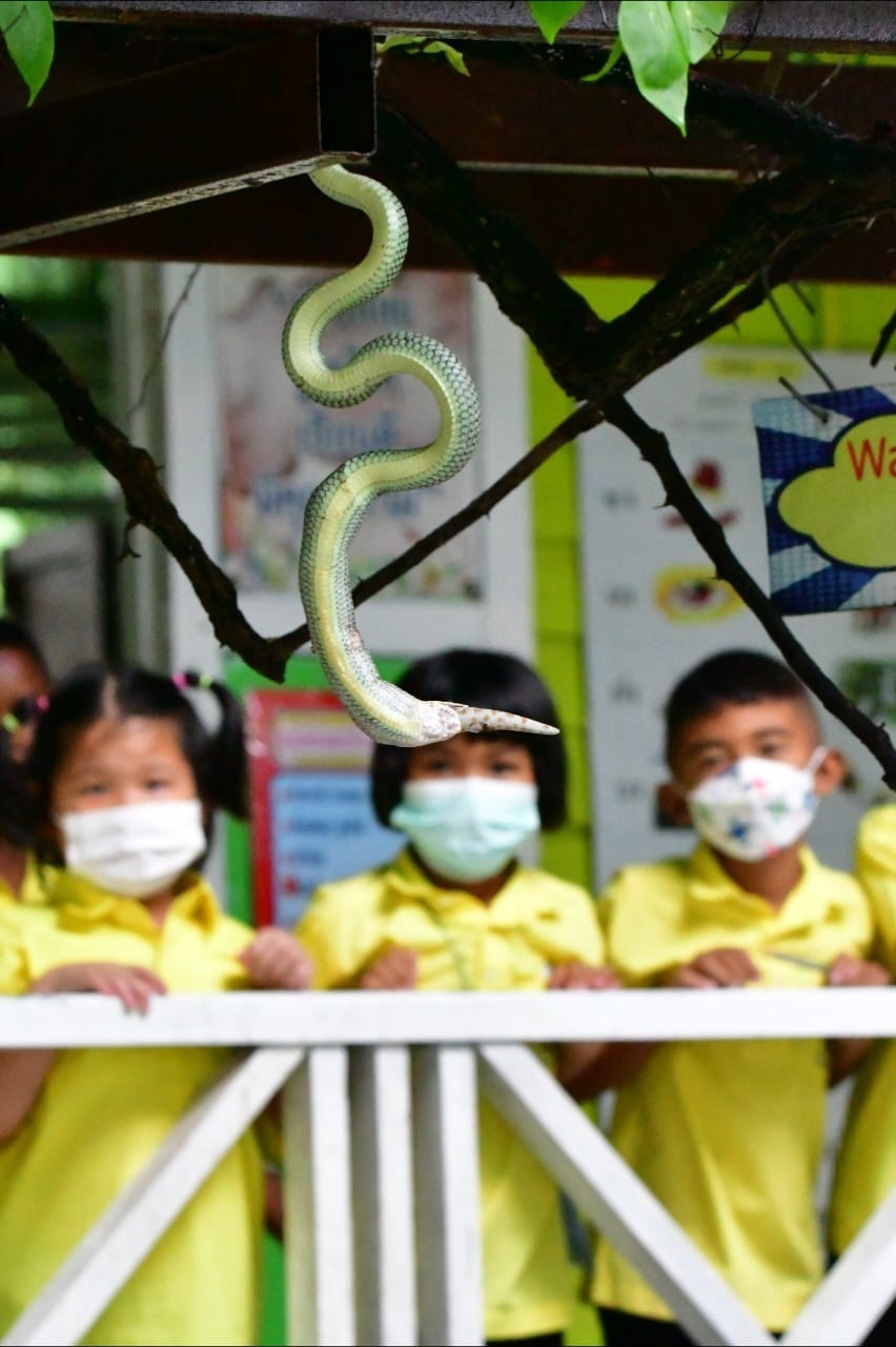 งูเขียว ตุ๊กแก