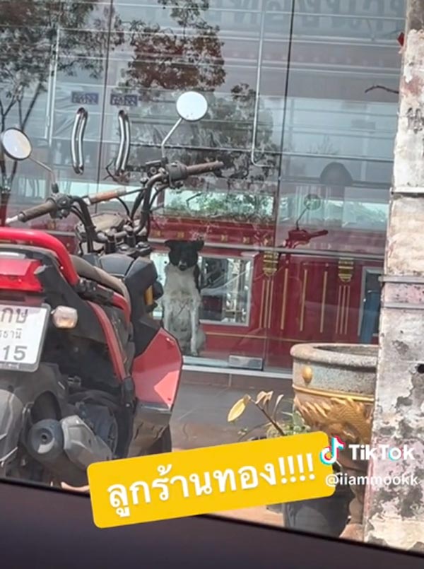 หมาจรจัด