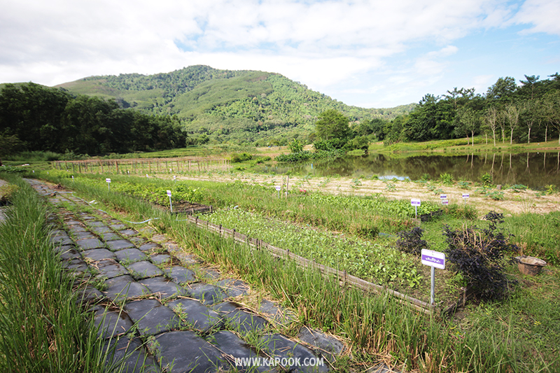 ป่าวังจันทร์