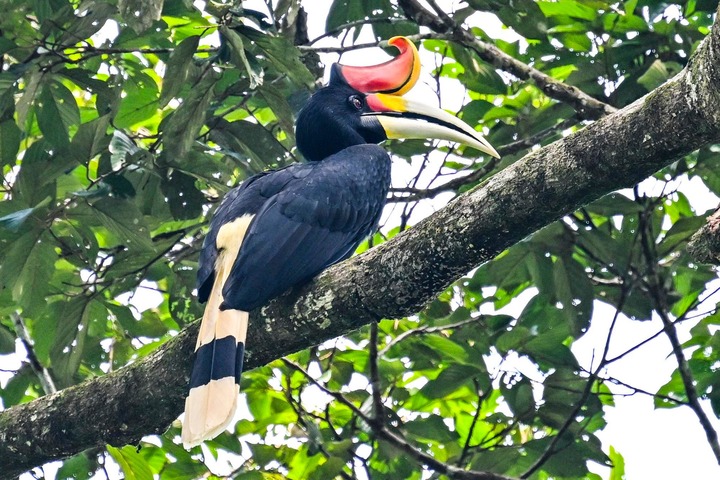 สัตว์ป่า