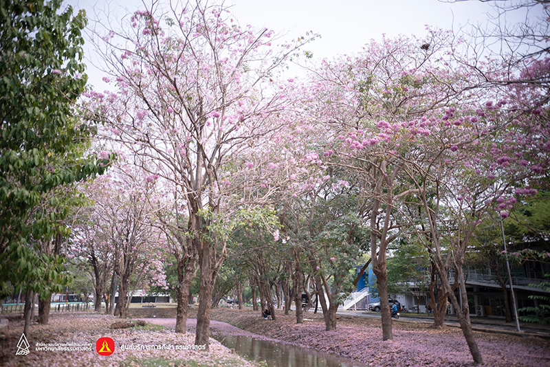 ชมพูพันธุ์ทิพย์ 2565