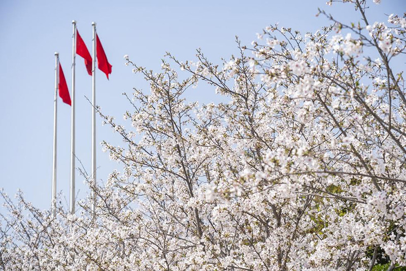 ซากุระ 2020