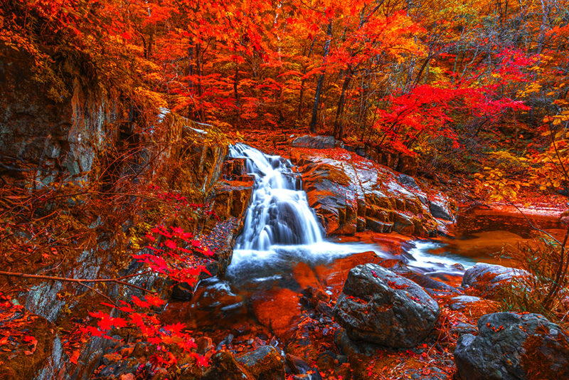 ใบไม้เปลี่ยนสี