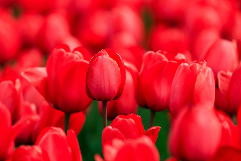 ราศีเมษ ดอกไม้ประจำ 12 ราศี