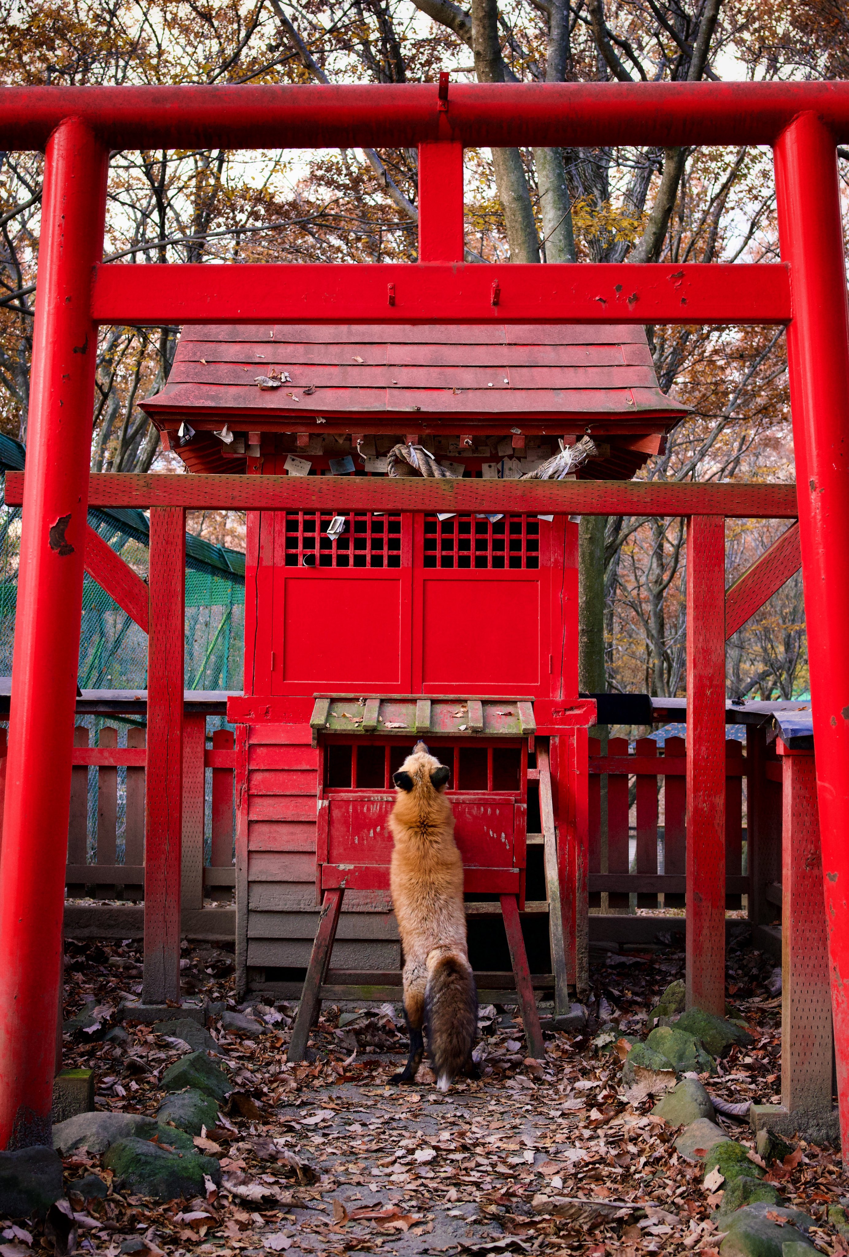 สุนัขจิ้งจอก