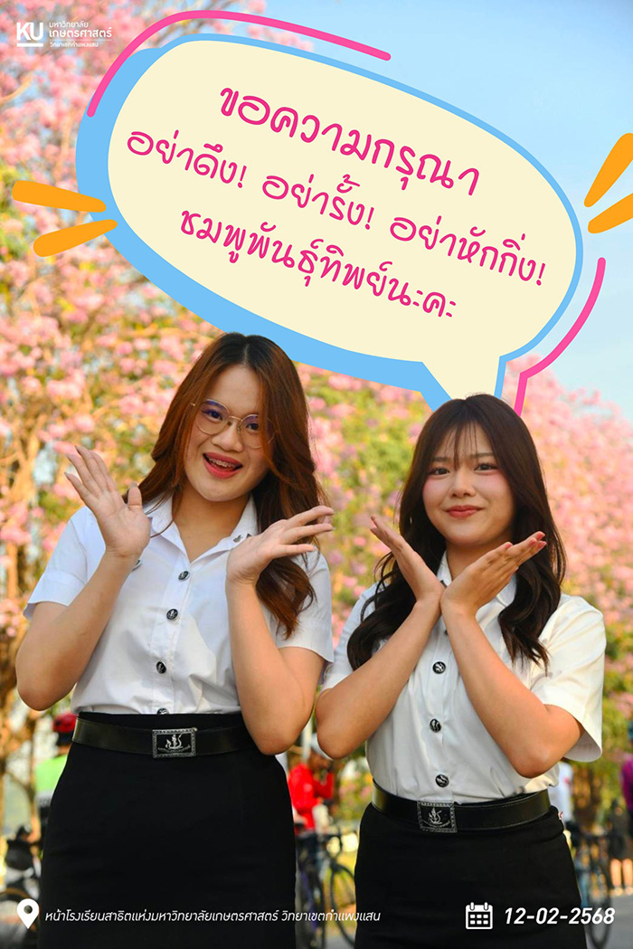 ชมพูพันธุ์ทิพย์ กำแพงแสน 2568 ล่าสุด