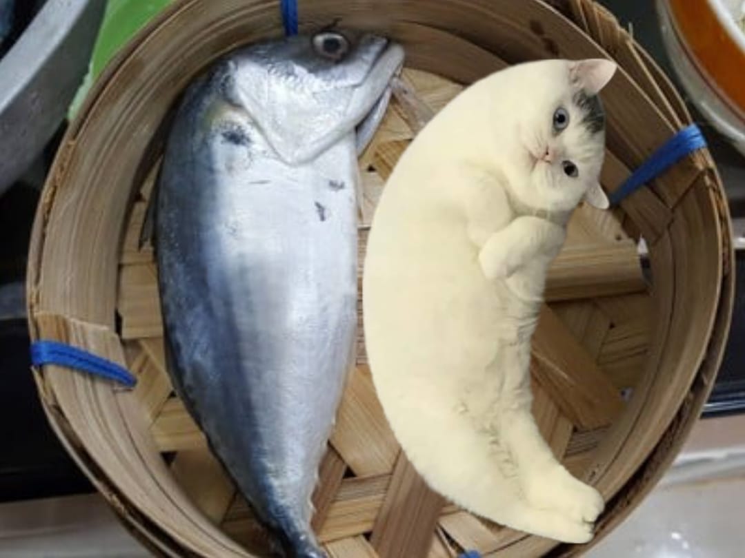 แมวนอน