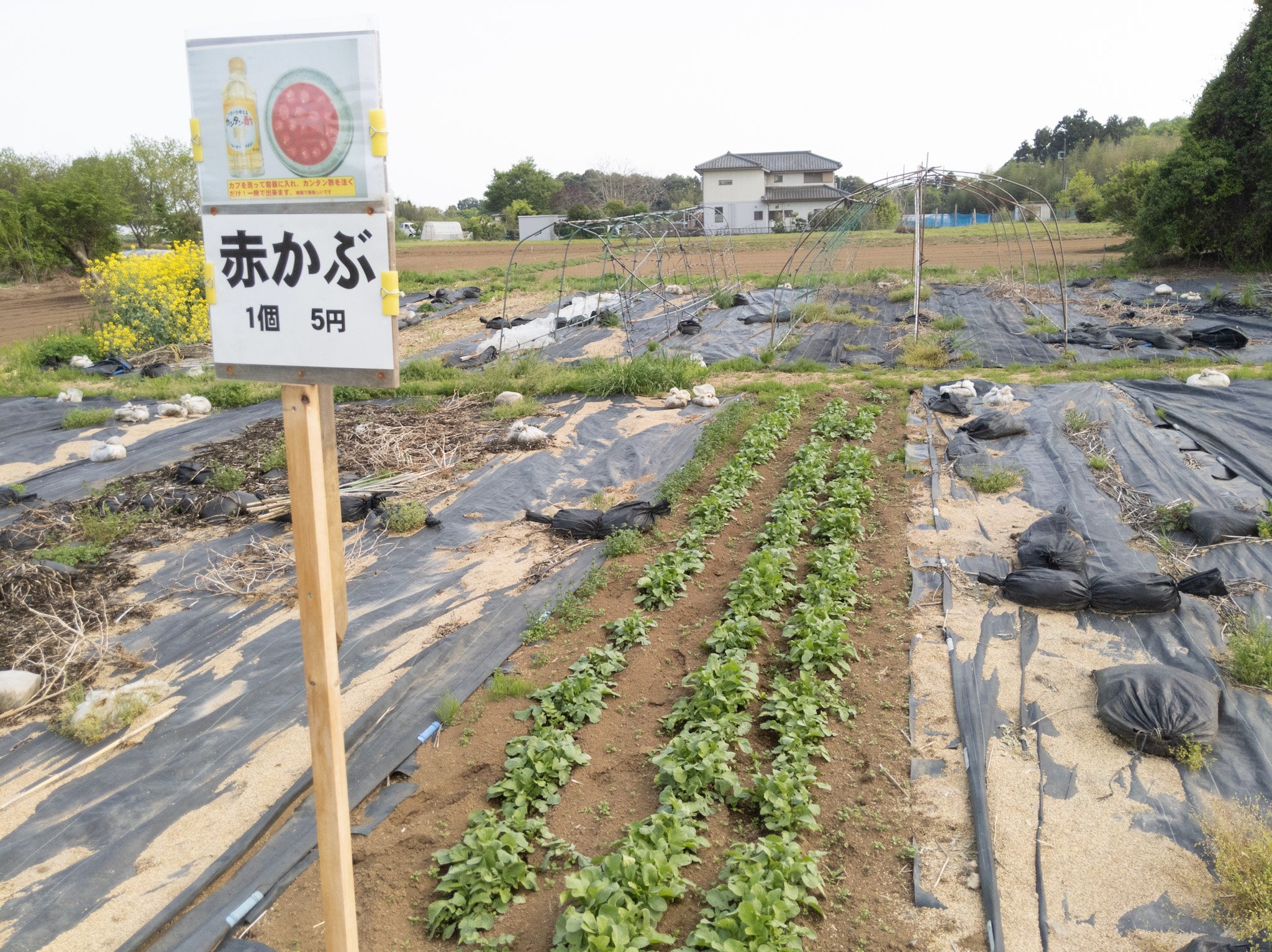 ร้านขายผัก