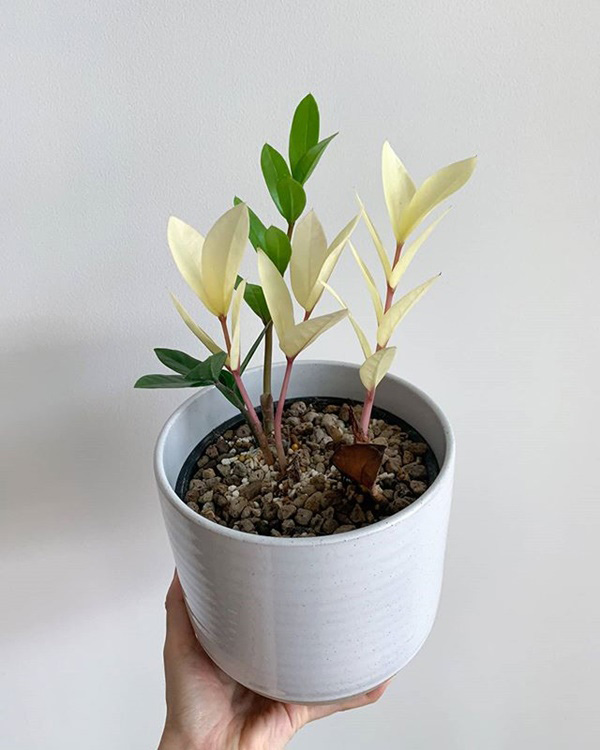 Zamioculcas Zamifolia