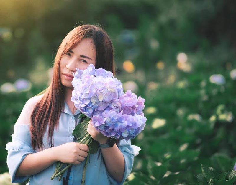 ทุ่งดอกไฮเดรนเยีย