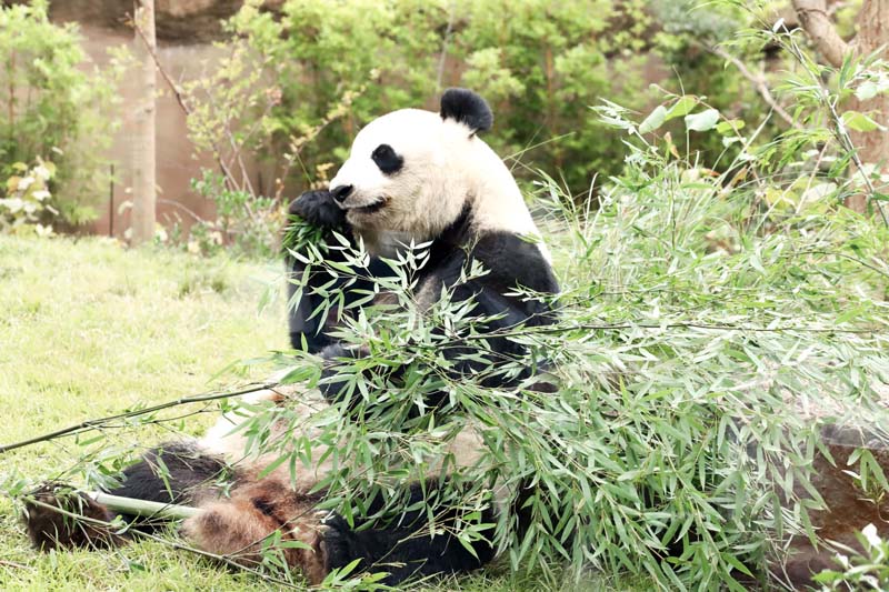 Ueno Zoo