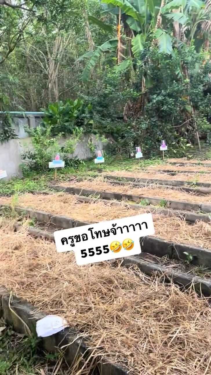 แปลงผัก