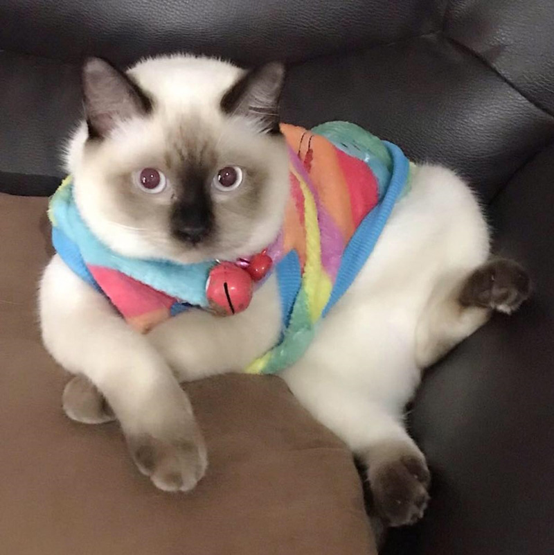 เพจแมวน่ารัก ๆ